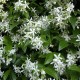 JASMINE (Trachelospermum  jasminoides) - POT 3lt