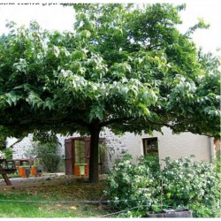 Morus platanifolia fruitless - MULBERRY TREE  - STEM 8/10