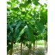 Morus platanifolia fruitless - MULBERRY TREE  - STEM 8/10