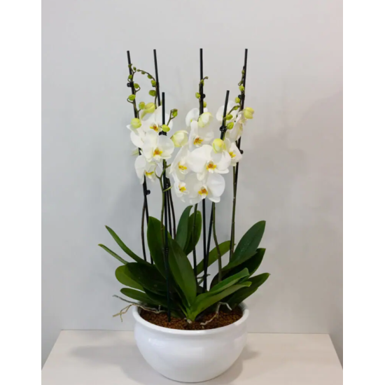 Large orchid phalaenopsis arrangement