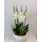 Large orchid phalaenopsis arrangement