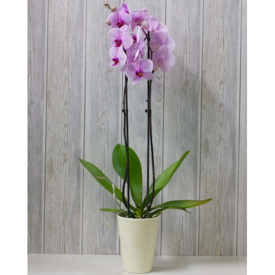 Pink orchid phalaenopsis